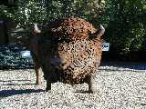 Click to see Dscn2085.jpg